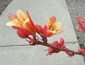Hesperaloe parviflora