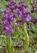 Green-winged Orchid