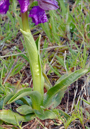 Anacamptis morio ssp. morio