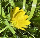 Ranunculus californicus