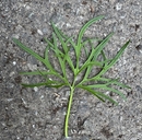 Ranunculus californicus
