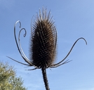Dipsacus fullonum