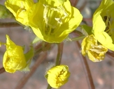 Golden Suncups