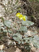 Golden Sundrops