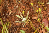 Hesperevax acaulis