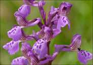 Anacamptis morio ssp. picta