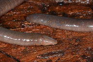 Frigate Island Caecilian