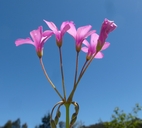 Oxalis articulata ssp. rubra