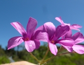 Oxalis articulata ssp. rubra