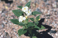 Heliotropium convolvulaceum var. californicum