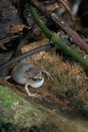 Ornate Frog