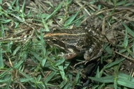 Limnodynastes tasmaniensis