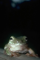 Litoria caerulea