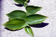 Small-leaf Spiderwort
