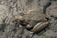 Litoria inermis