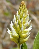 Glycyrrhiza lepidota