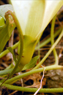 Calystegia occidentalis