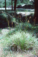 Carex obispoensis