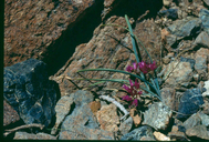 Allium siskiyouense