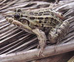Leptodactylus macrosternum