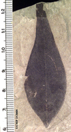  Gymnocladus  hesperia