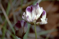 Astragalus claranus