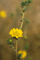 Pappose Tarweed