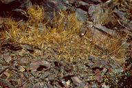 Streptanthus farnsworthianus