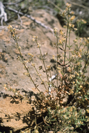 Photo of Galium glabrescens ssp. modocense