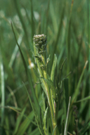 Heckard's Pepper-grass