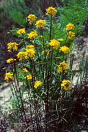 Erysimum teretifolium