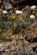 Packera eurycephala var. lewisrosei