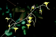 Vancouveria chrysantha