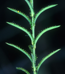 Photo of Hesperolinon adenophyllum
