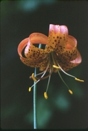California Tiger Lily