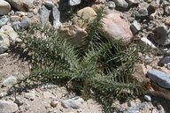Cirsium arizonicum var. tenuisectum