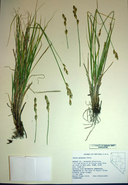 Carex petasata