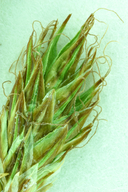 Carex praticola