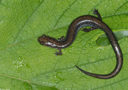 Valley And Ridge Salamander