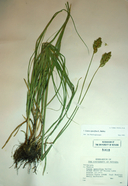 Carex specifica