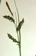 Carex triquetra