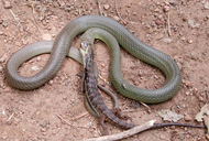 Coluber constrictor