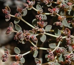 Euphorbia melanadenia
