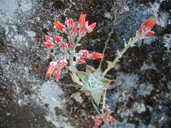 Dudleya cymosa ssp. pumila