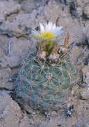 Sclerocactus mesae-verdae