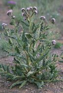 Phacelia integrifolia