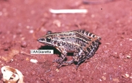 Leptodactylus furnarius