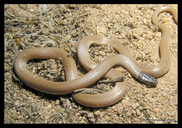 Western Blackheaded Snake