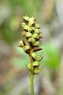 Photo of Carex serpenticola