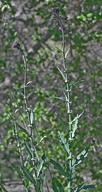 Streptanthus campestris